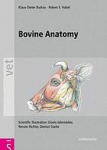 Bovine anatomy